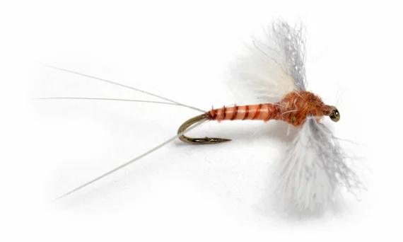 fishline202606081314503259427