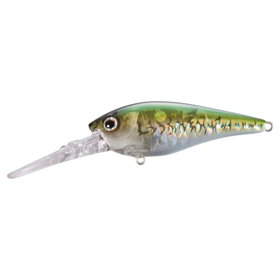 fishline202606082337073354535