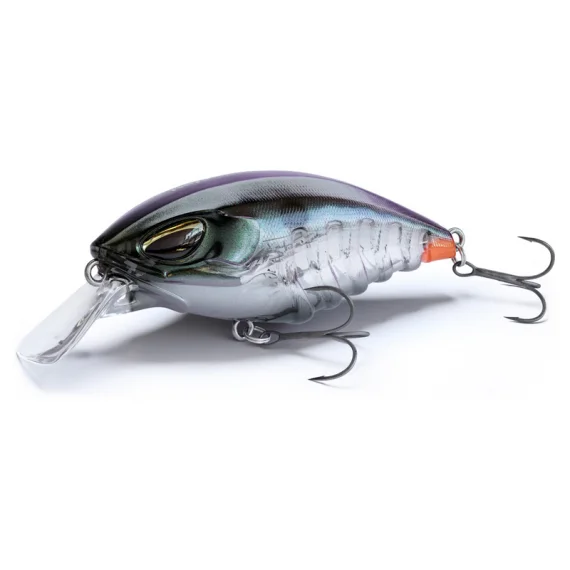 fishline202606090251053360962