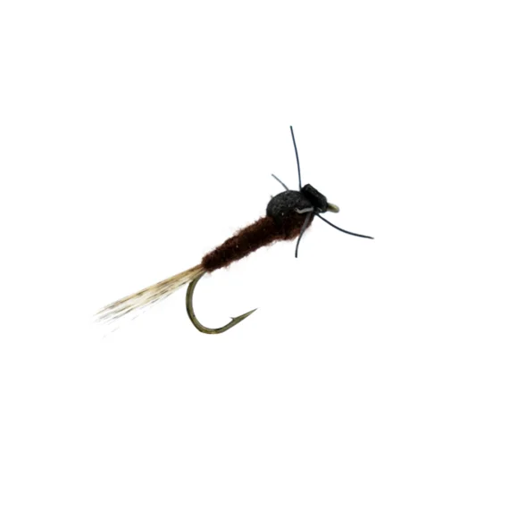 fishline202606090518273362948