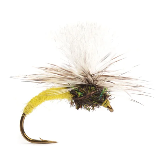 fishline202606090656293364397
