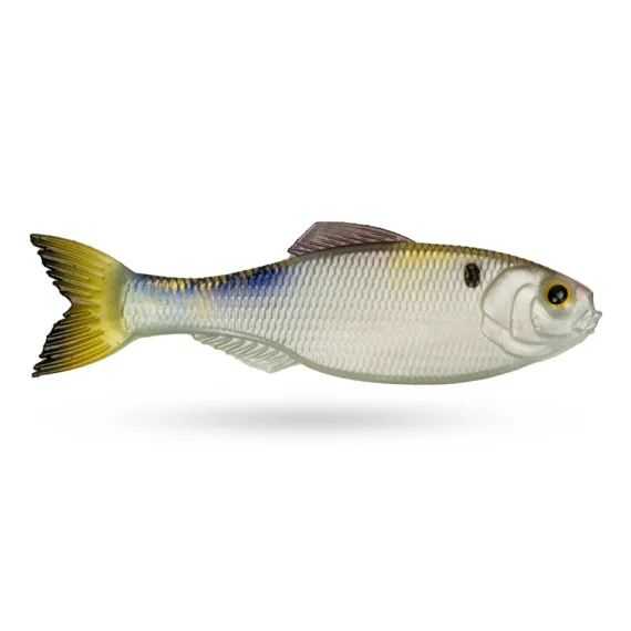 fishline202606091141203397491
