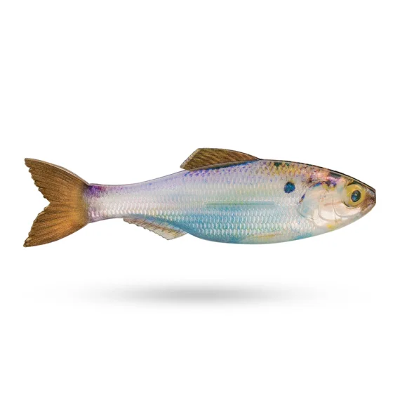 fishline202606091141303397519
