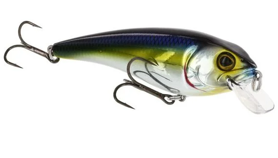 fishline202606091615533435752