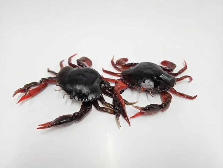 fiskedags202606081122503240323