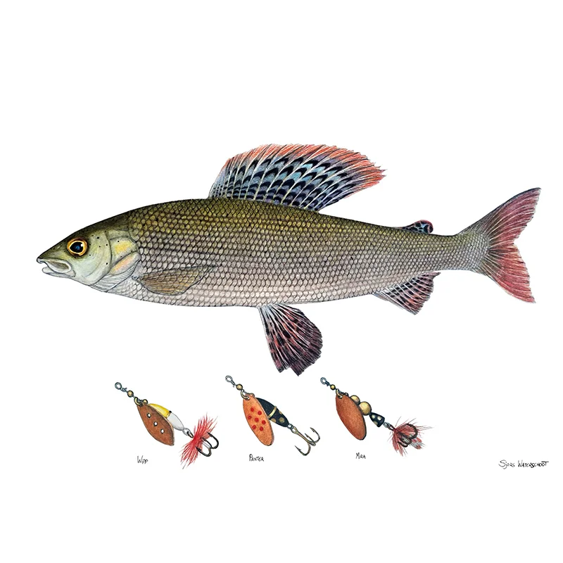sportfiskeprylar202606082203583345652